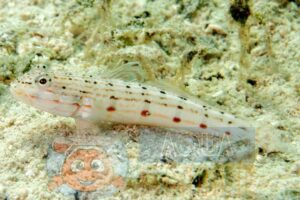 Рыба бычок Valenciennea longipinnis, Ocellated Gudgeon