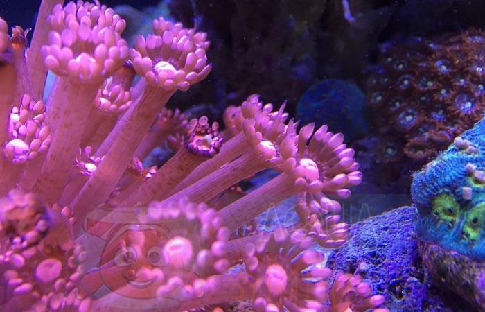 Корм для коралів Hikari Marine Coralific Delite малюнок