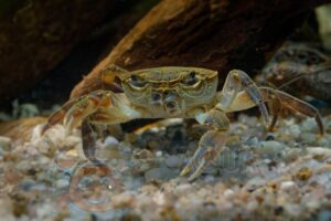 Корм для крабов Hikari Tropical Crab Cuisine фото 2
