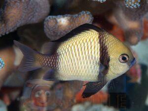 Рыба для аквариума Dascyllus reticulatus (Reticulate Dascyllus)