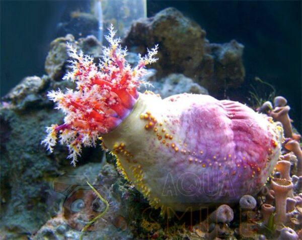 Морське яблуко Paracucumaria tricolor, Color Sea Apple