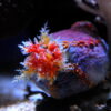 Морське яблуко Paracucumaria tricolor, Color Sea Apple 50408