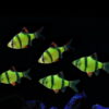 Аквариумная рыбка Барбус суматранский зеленый GLO