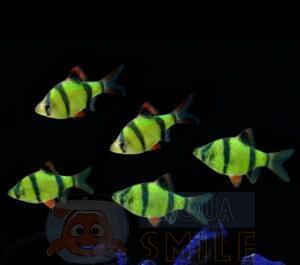 Акваріумна рибка Барбус суматранський зелений GLO