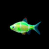 Акваріумна рибка Барбус суматранський зелений GLO 50326