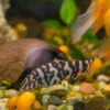 Аквариумная рыбка Боция мраморная 50142