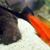 Аквариумная рыбка Меченосец красный с черным 51781