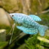 Аквариумная рыбка Гурами 51851