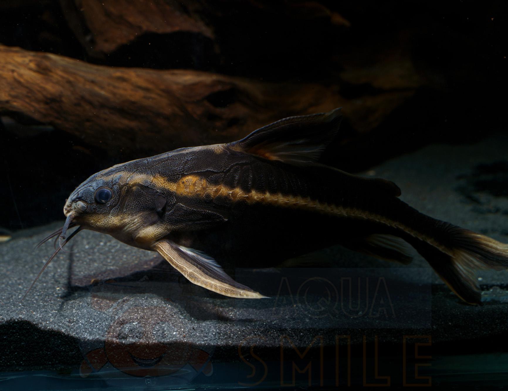 Акваріумна рибка Платидорас сом 52243