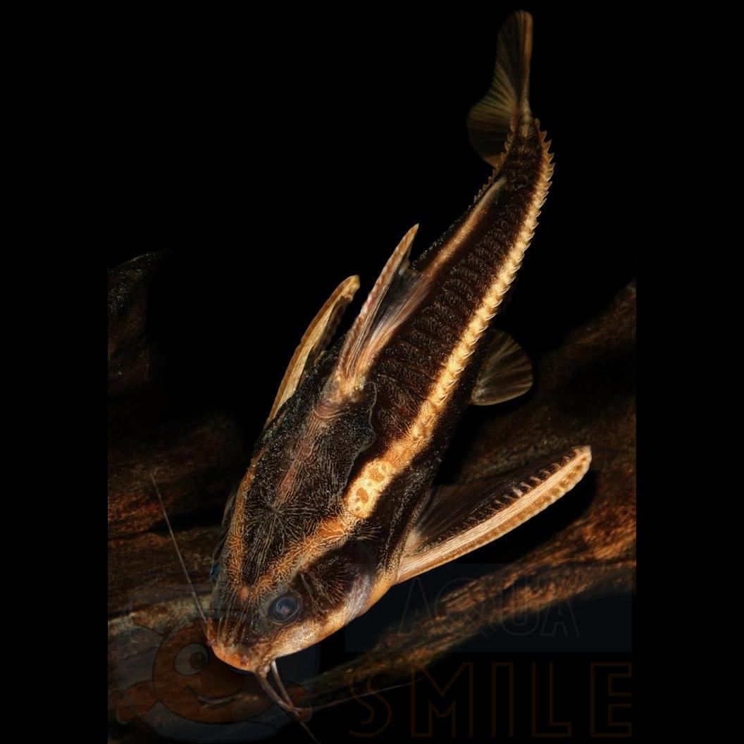 Аквариумная рыбка Платидорас сом