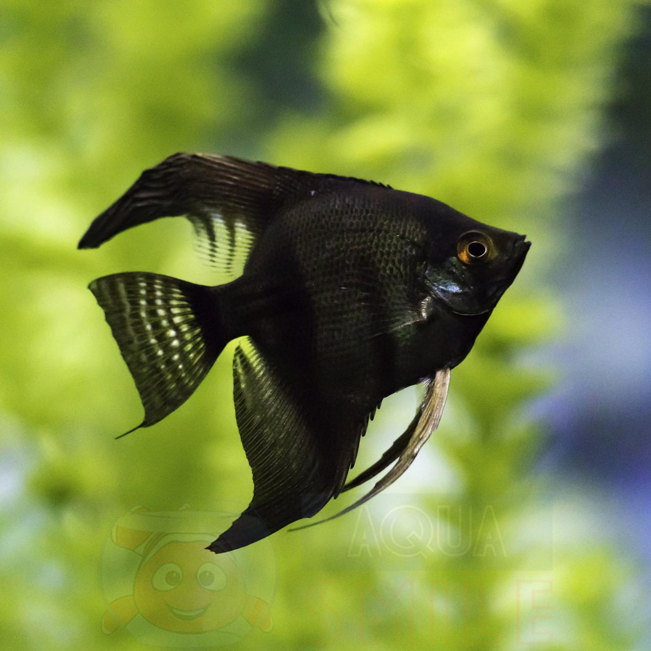 Аквариумная рыбка Скалярия черная