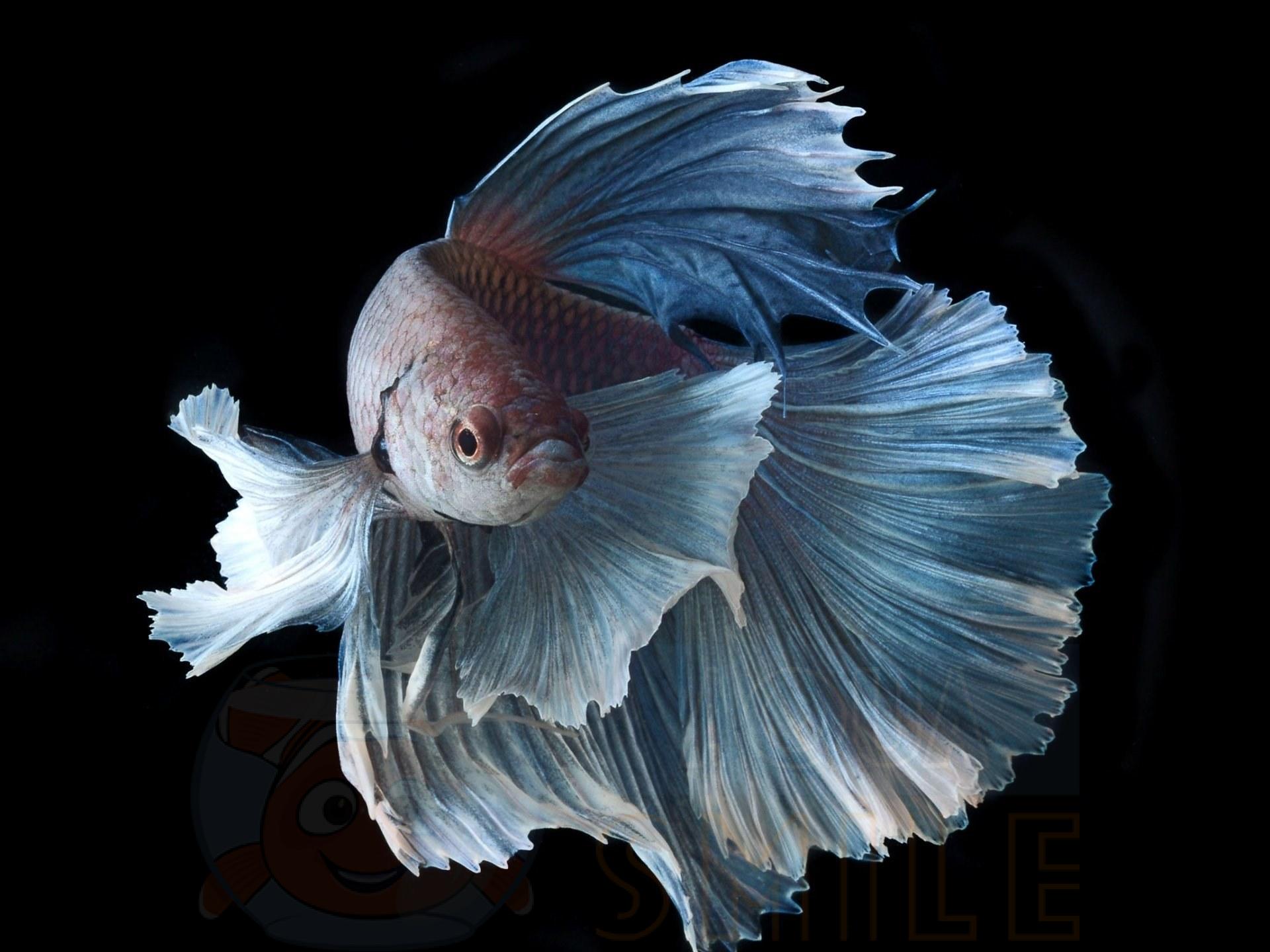 Аквариумная рыбка Рыбка петушок (Betta splendens)