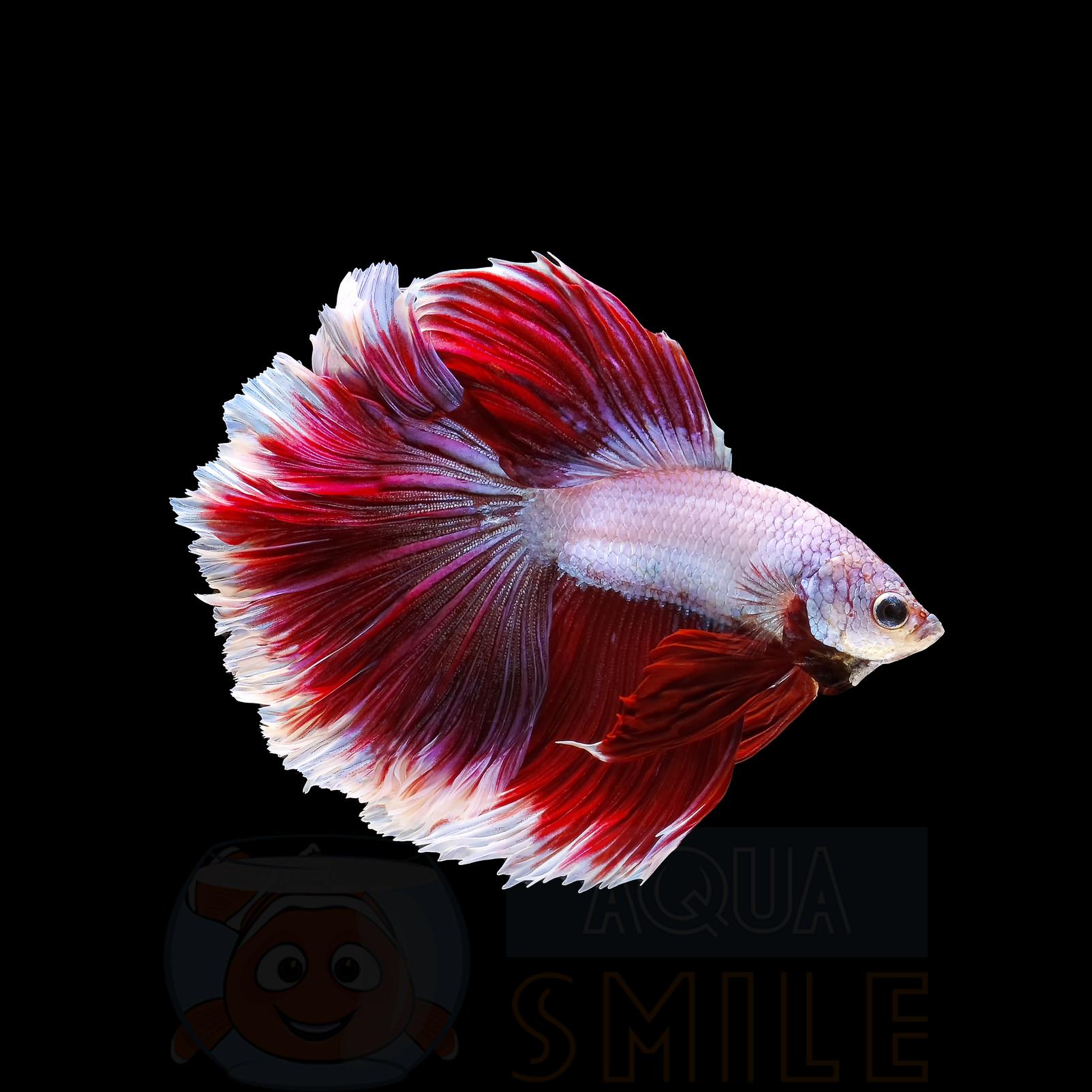 Акваріумна рибка Рибка півник (Betta splendens) 58499