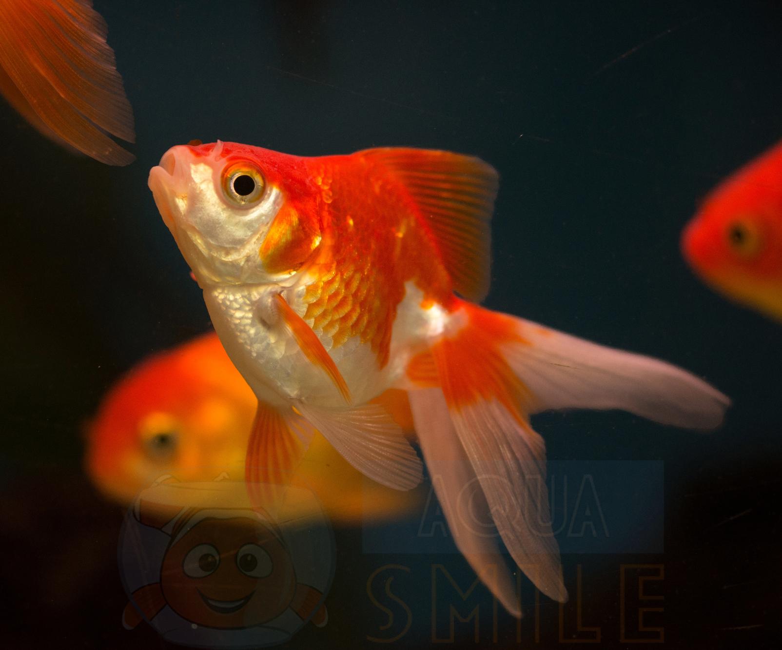 Аквариумная рыбка Вуалехвост красно белый