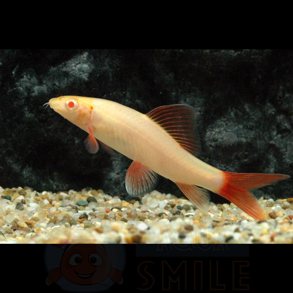 Аквариумная рыбка Лабео альбинос