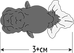 Корм для золотых рыбок Hikari Goldfish Staple Baby размер рыбок