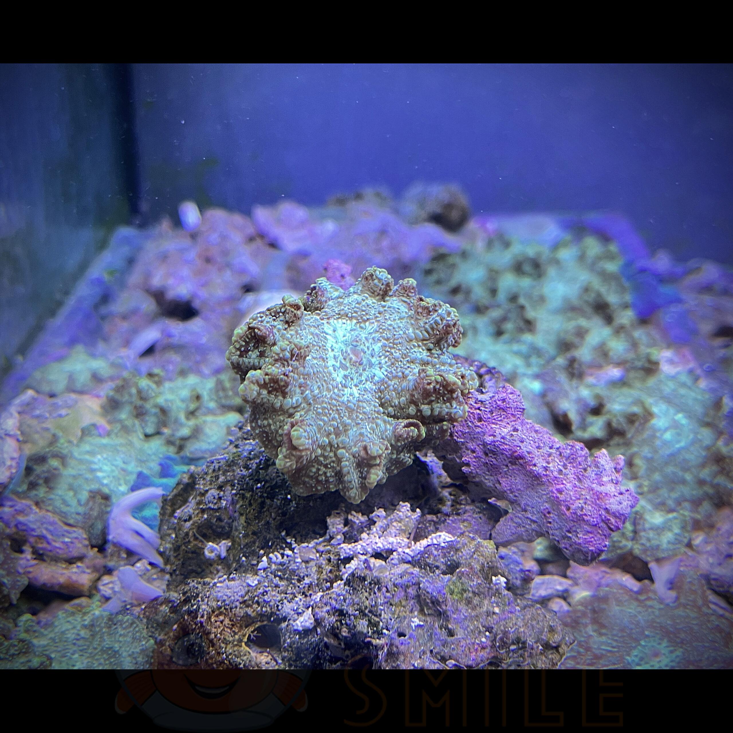 Как создать в аквариуме коралловый риф