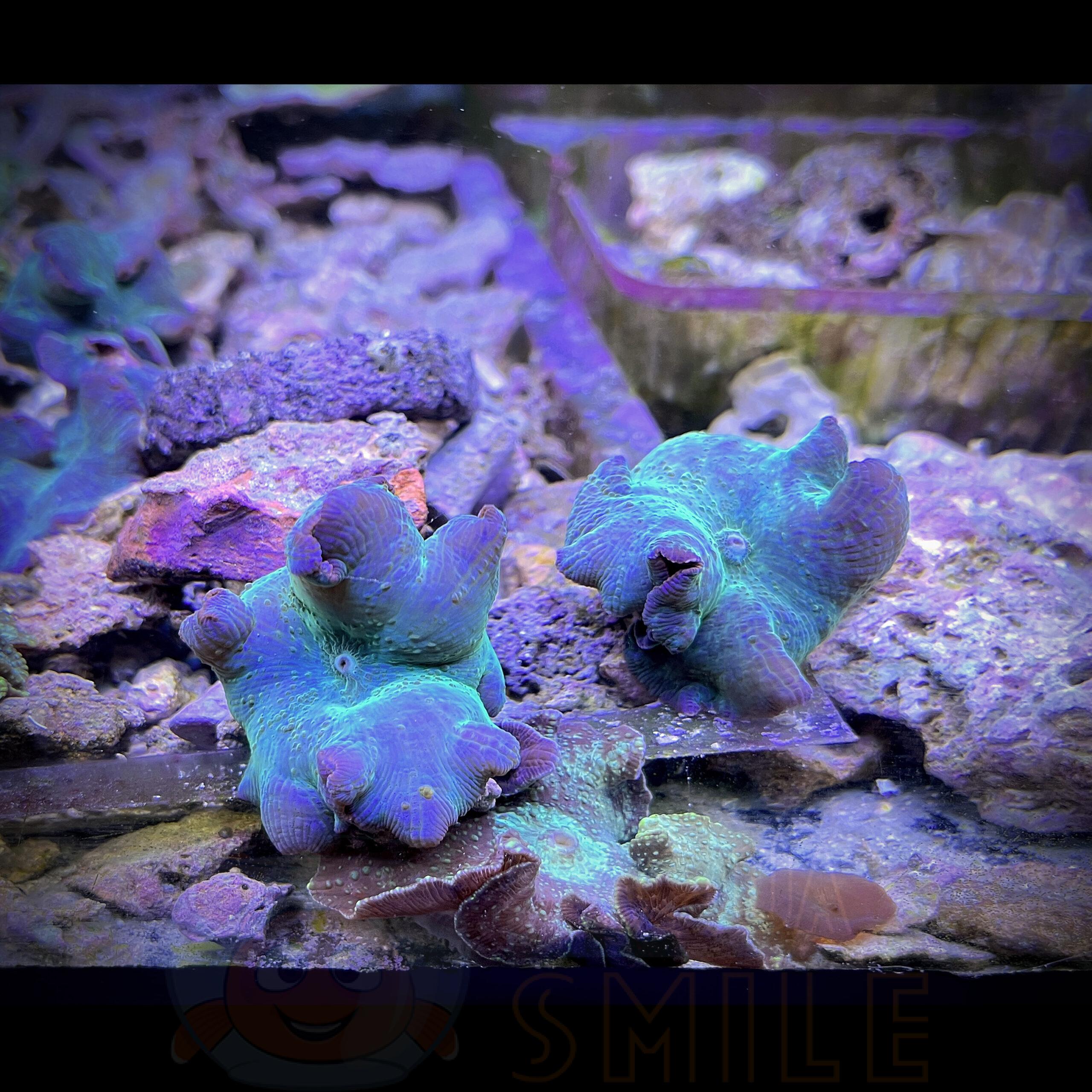 Коралл мягкий Discosoma sp, Blue