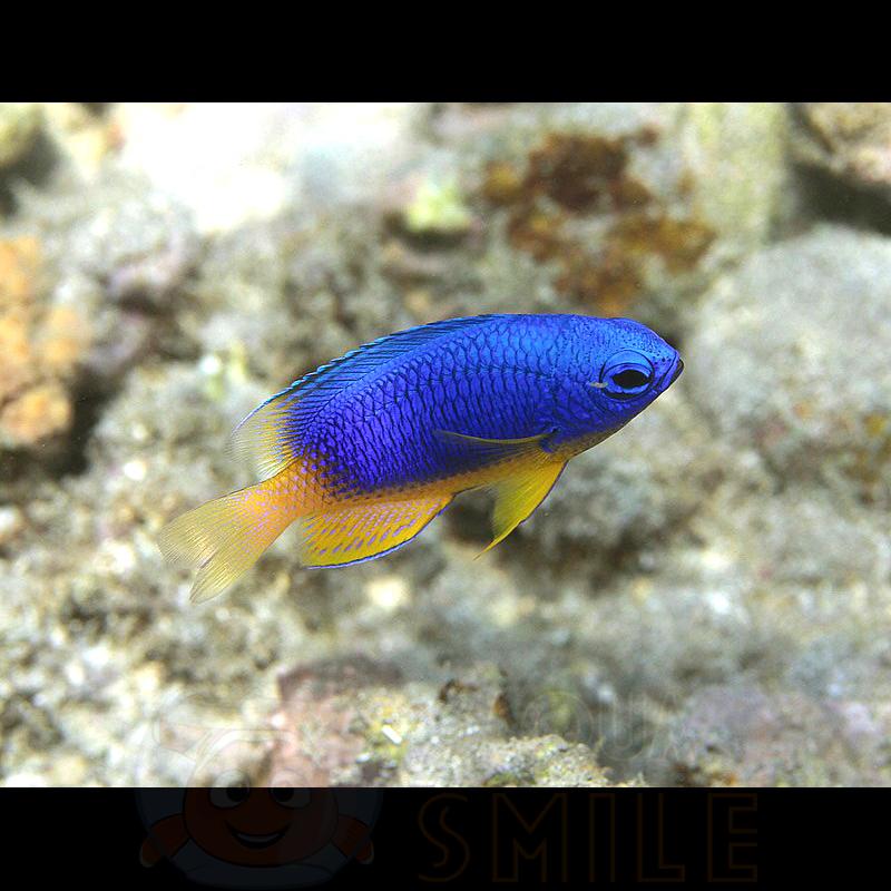 Рыба Pomacentrus caeruleus, Neon Blue Damsel