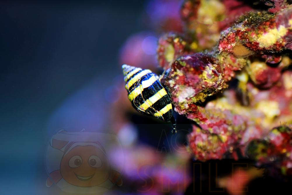 Улитка Pusiostoma engina, Bumble Bee Snail