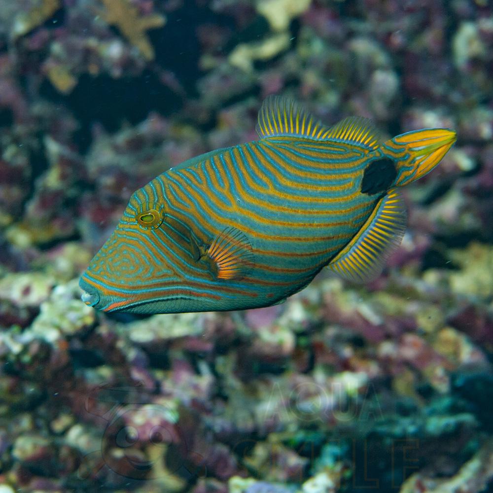 Рыба спинорог Balistapus undulatus, Undulate Triggerfish