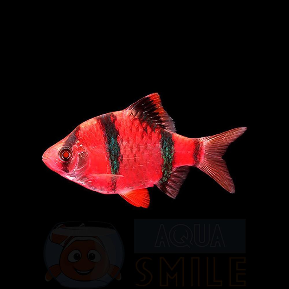 Аквариумная рыбка Барбус суматранский красный GLO