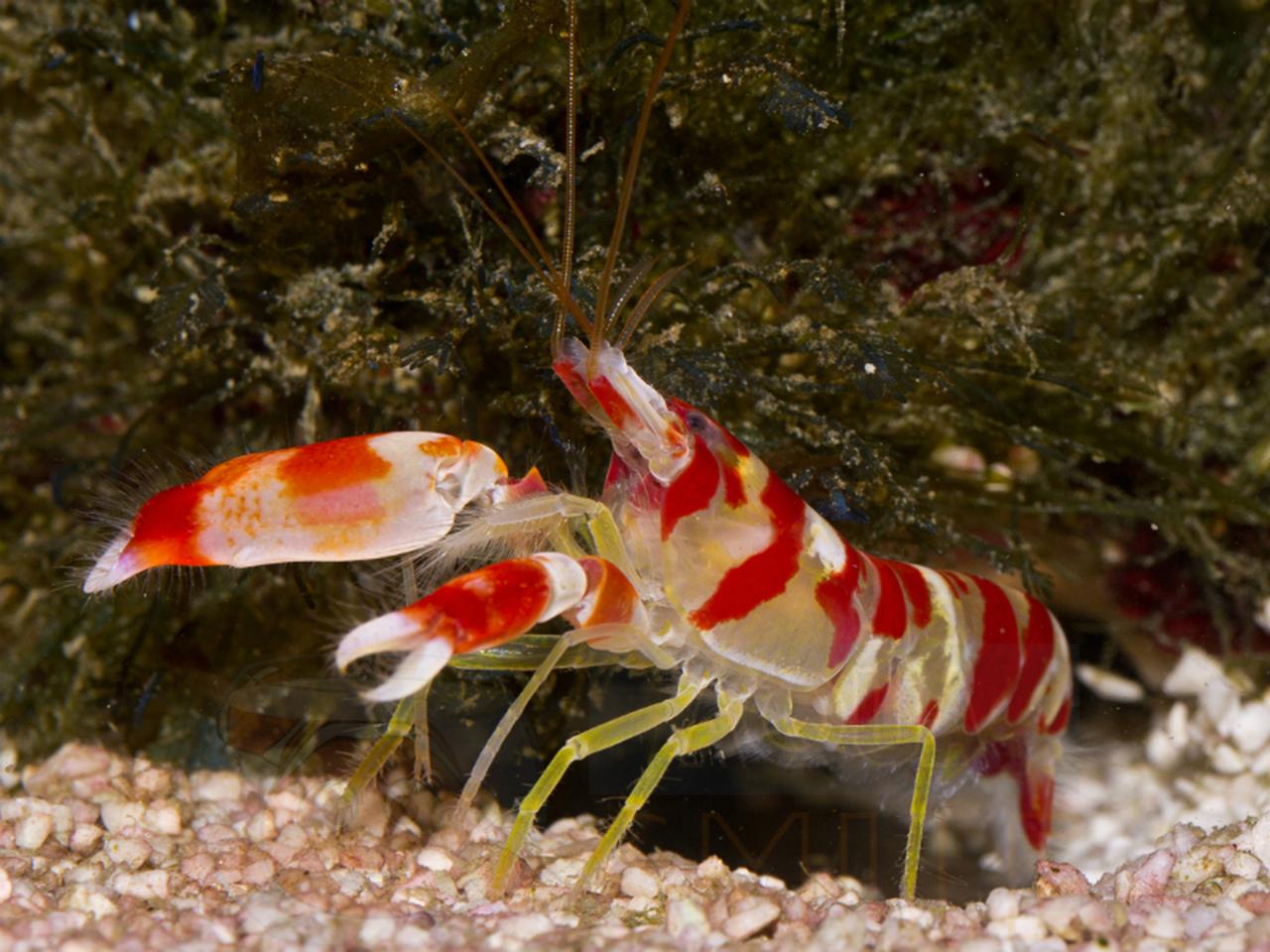 Креветка Alpheus randalli, Randall’s Snapping Shrimp