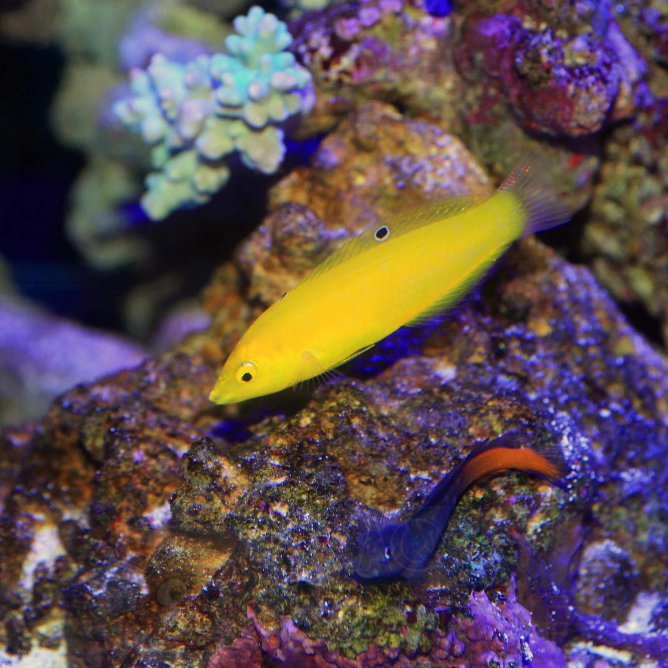 Рыба губан Halichoeres Chrysus, Yellow Rainbow Wrasse