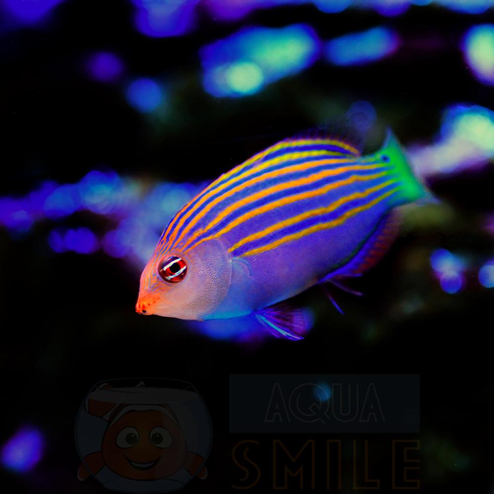 Риба губан Pseudocheilinus Hexataenia, Sixlined Wrasse