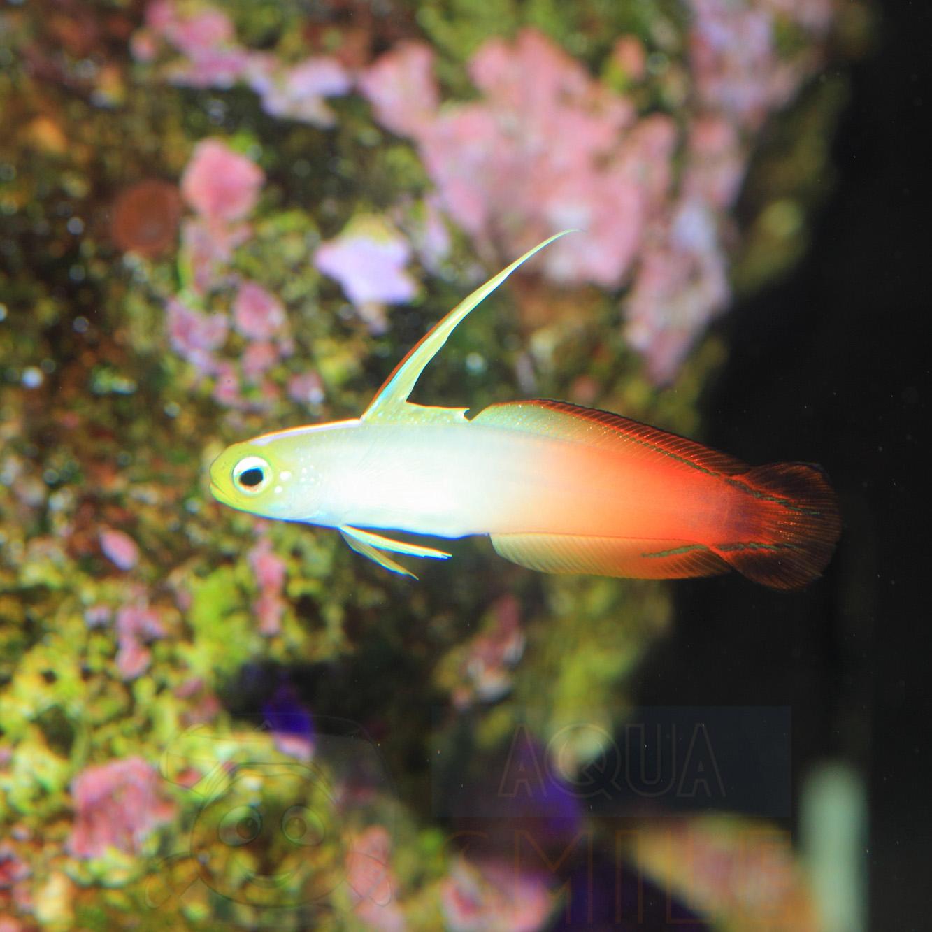 Риба дротик Nemateleotris Magnifica, Fire Fish