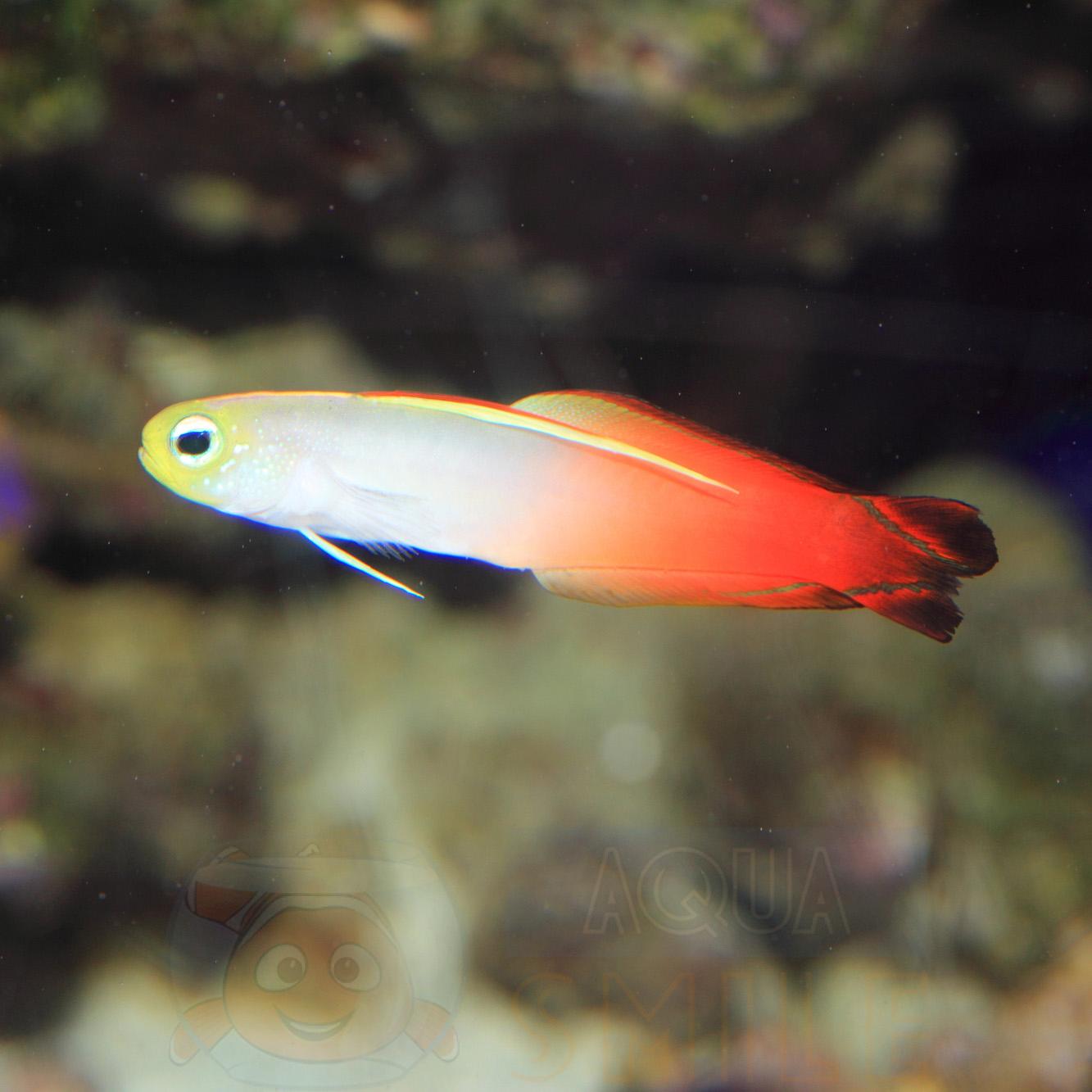 Риба дротик Nemateleotris Magnifica, Fire Fish 62217