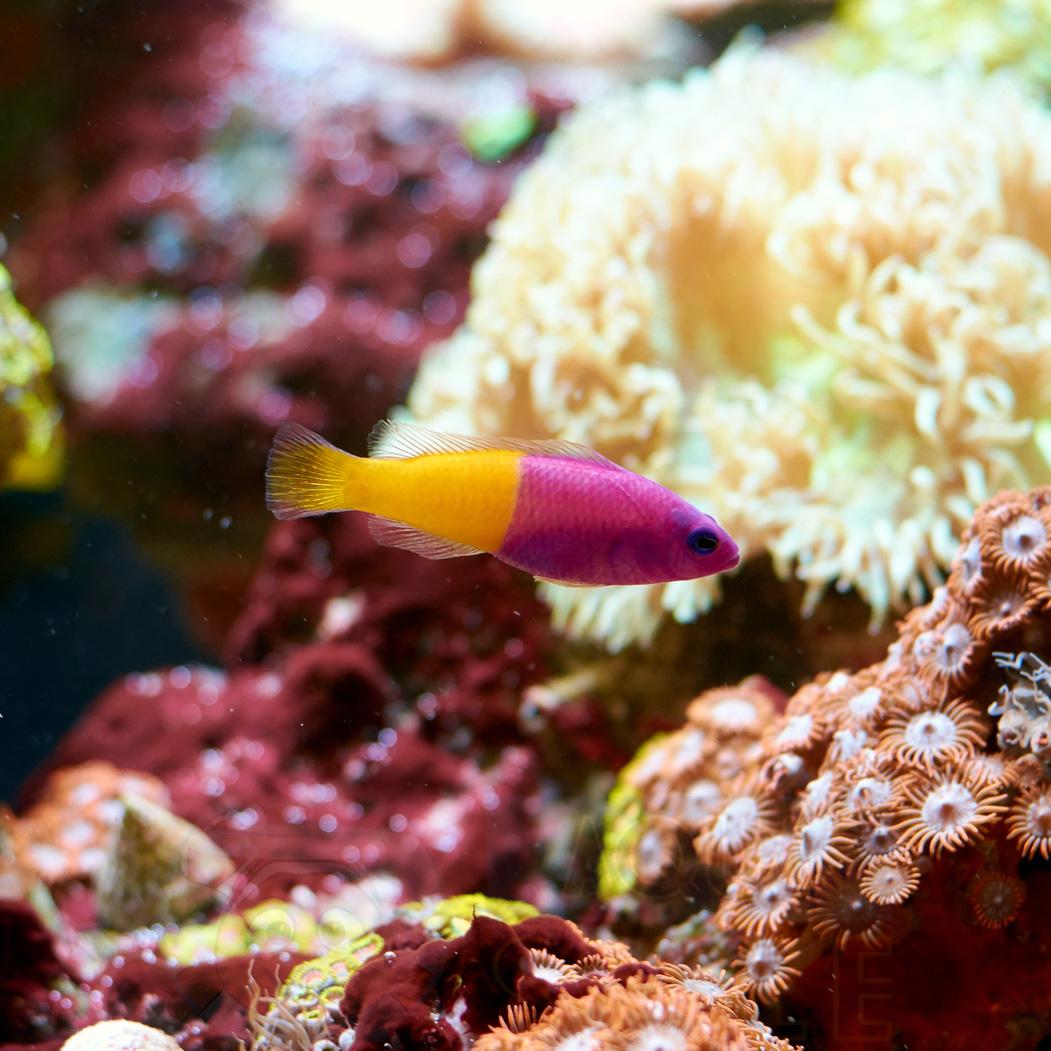 Рыба ложнохромис Pseudochromis paccagnellae, Royal Dottyback 62222