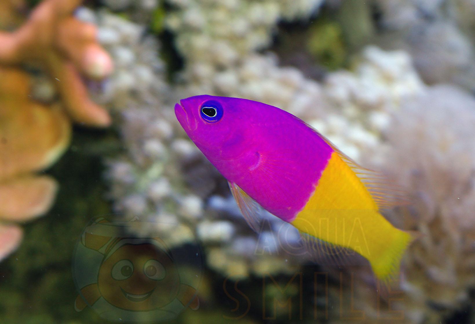 Рыба ложнохромис Pseudochromis paccagnellae, Royal Dottyback