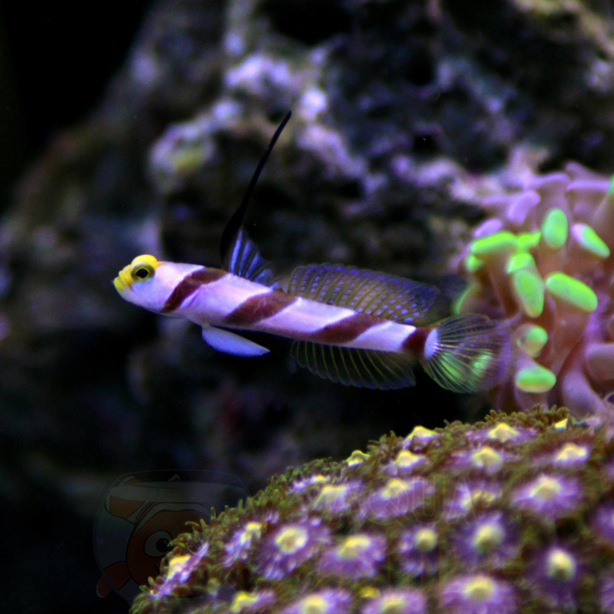 Рыба бычок Stonogobiops nematodes, Black Rayed Prawn Goby