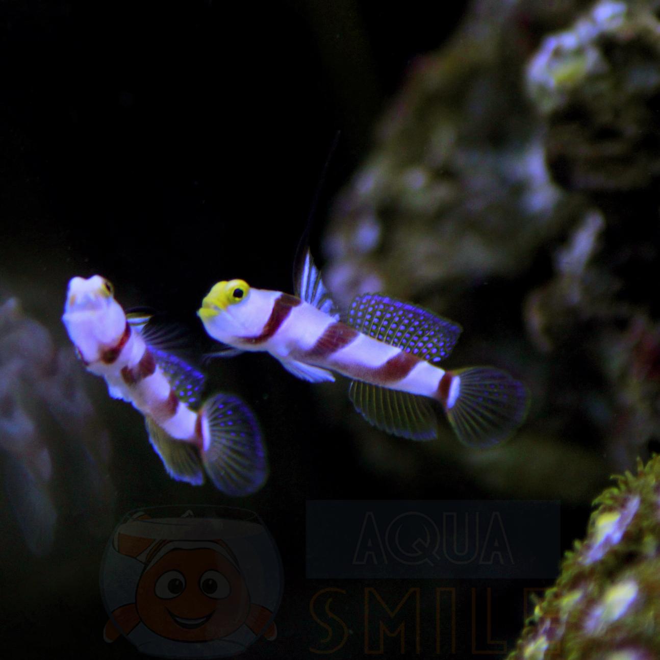 Риба бичок Stonogobiops nematodes, Black Rayed Prawn Goby 62258