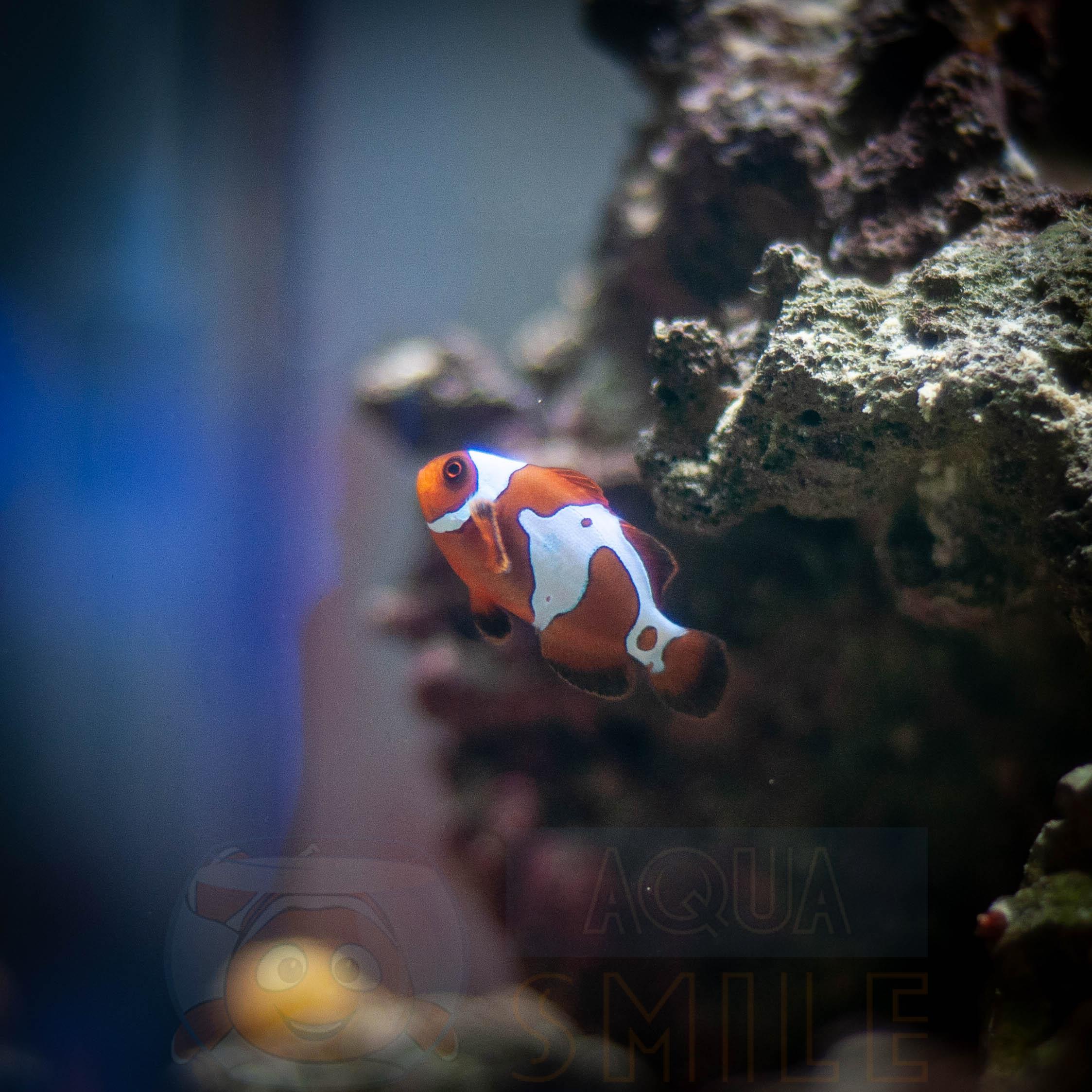 Рыба Premium Lighting Maroon Clown Fish 62492