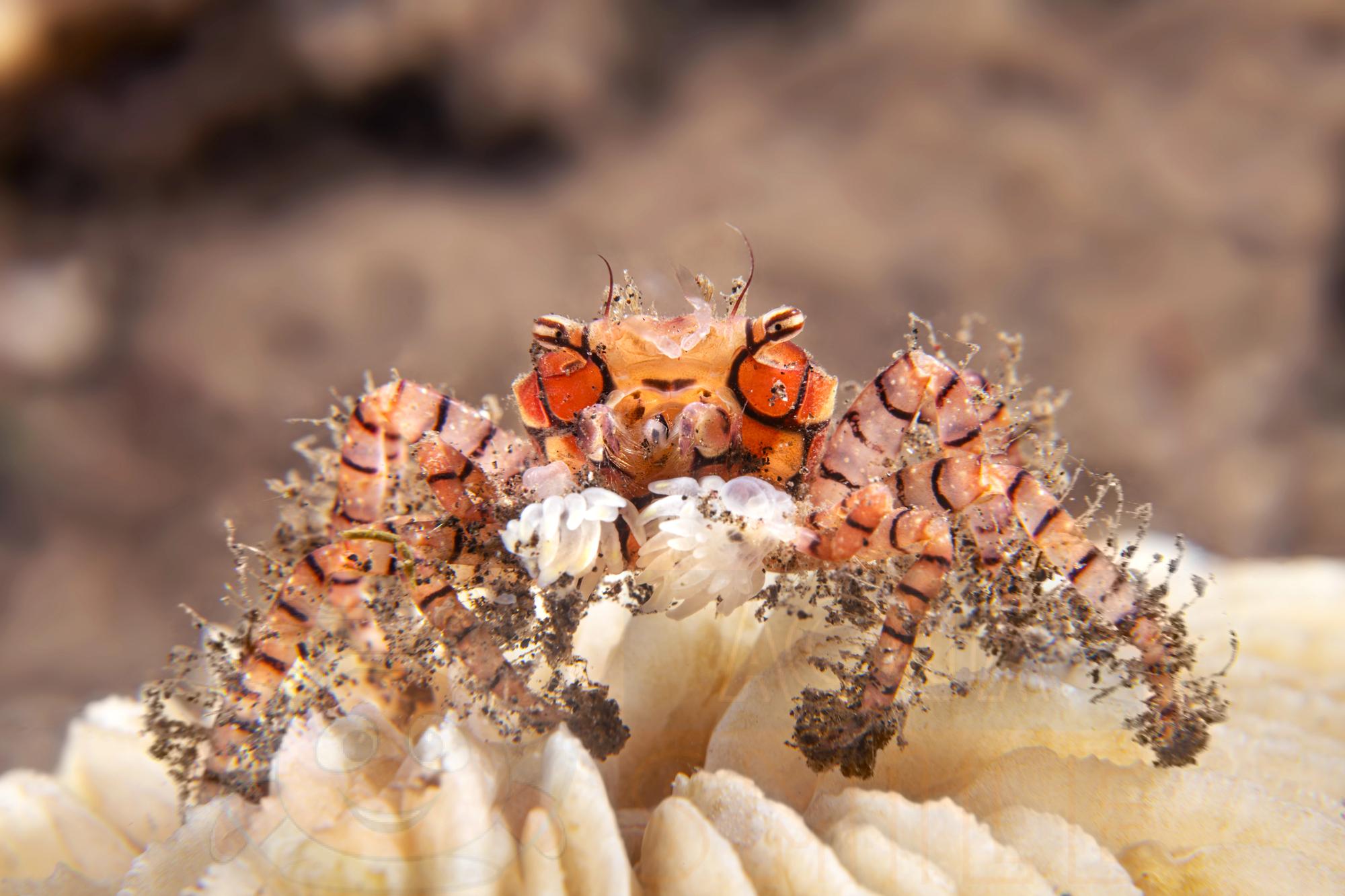 Краб Lybia tesselata, Boxer Crab