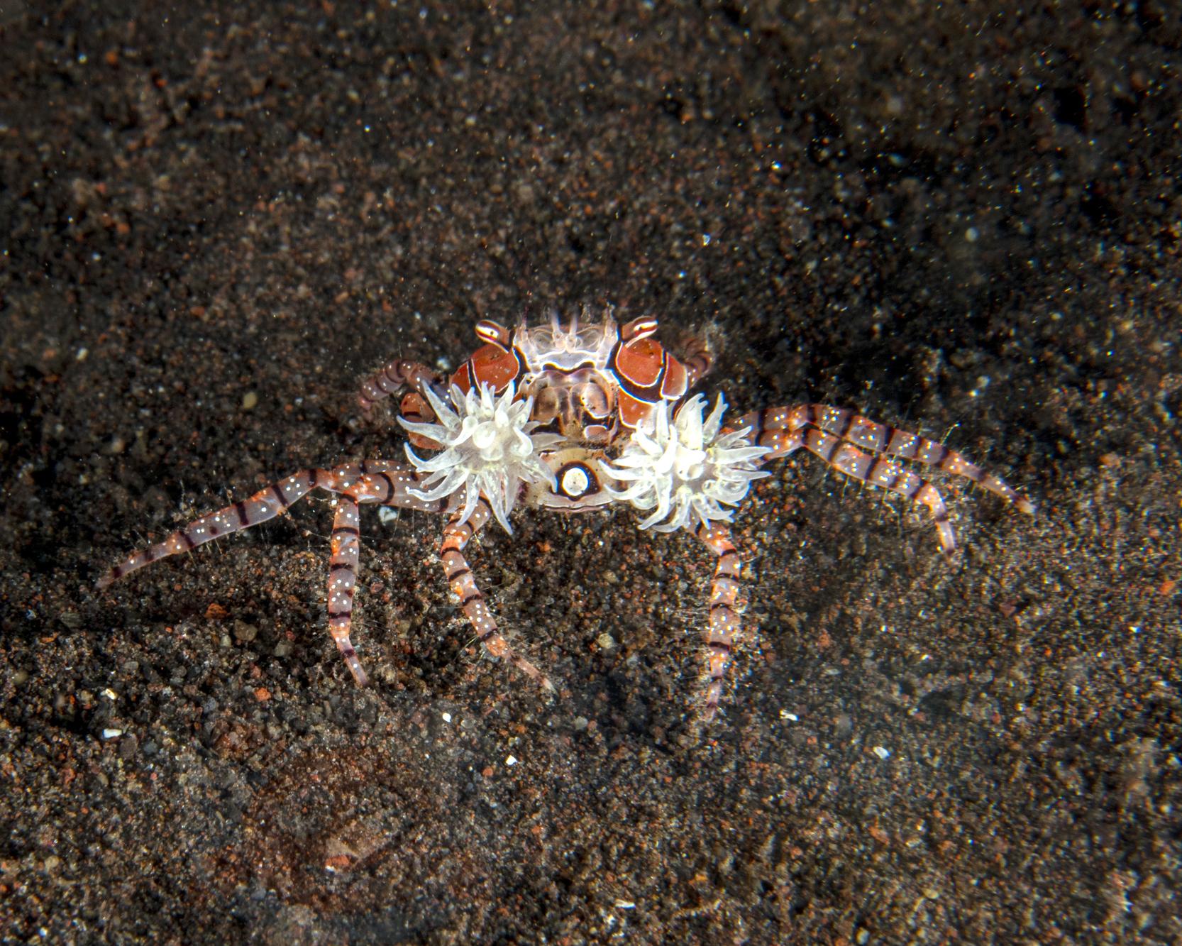 Краб Lybia tesselata, Boxer Crab 65929