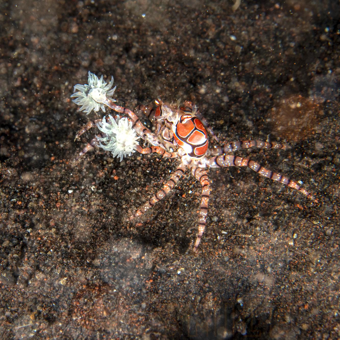 Краб Lybia tesselata, Boxer Crab 65931