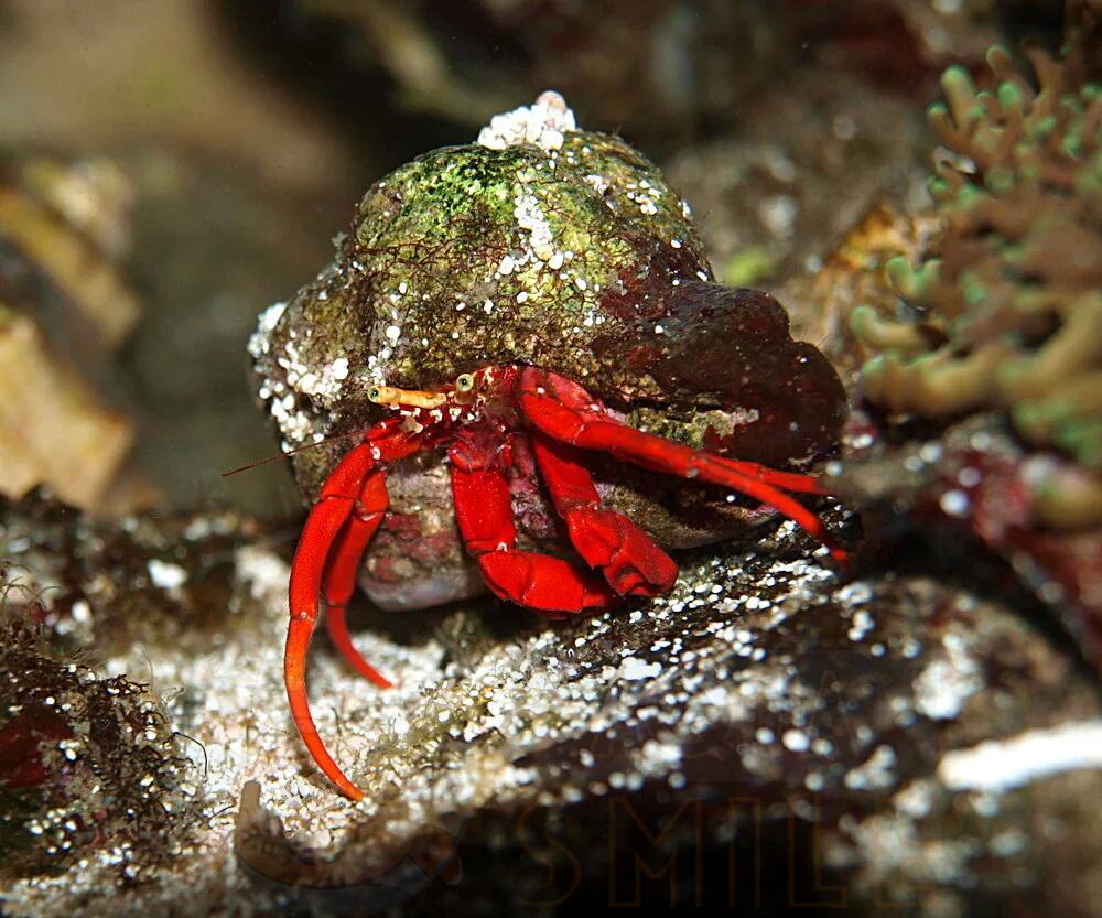 Краб Panguristes cadenati, Scarlet Reef Hermit Crab