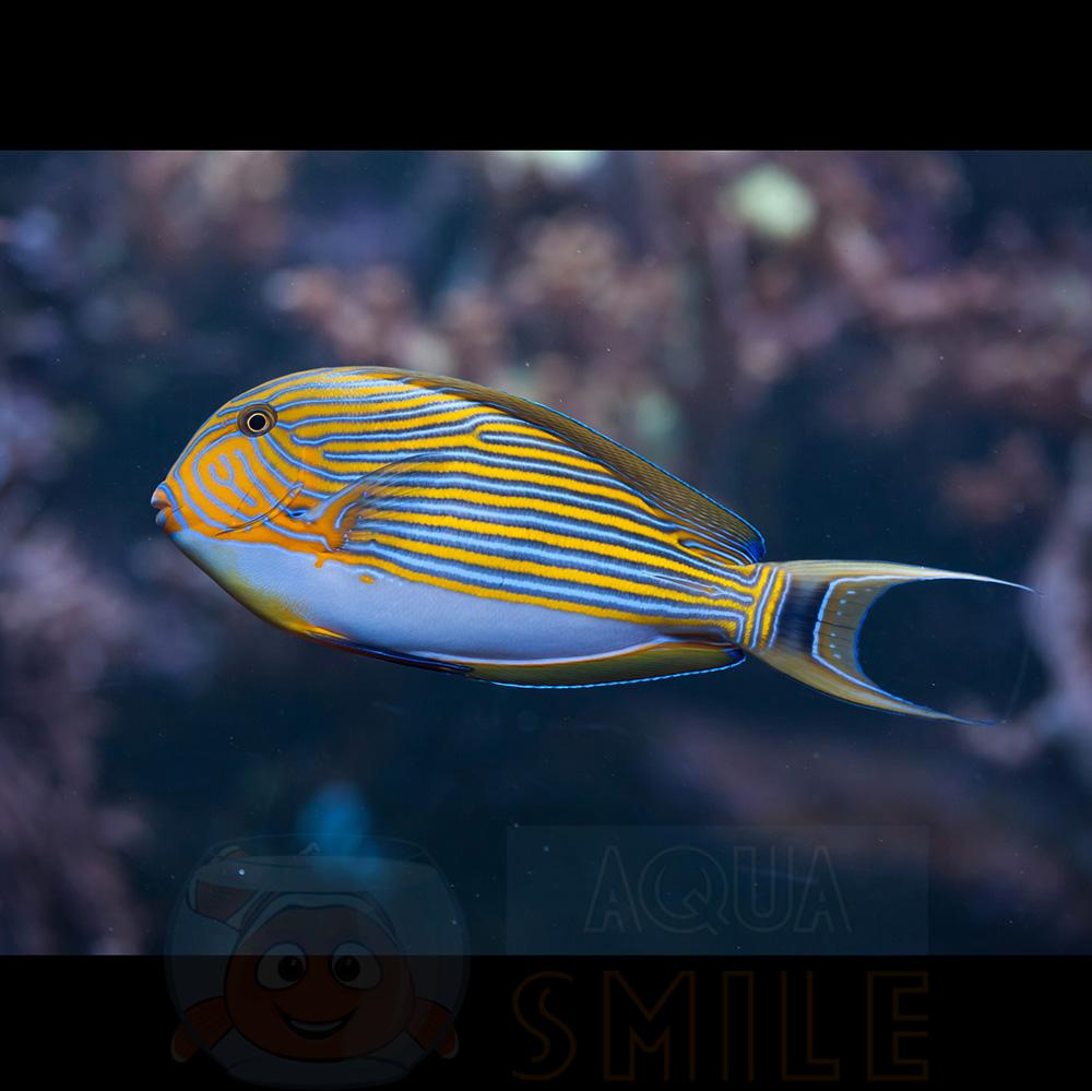 Риба-хірург Acanthurus Lineatus, Lined Clown Surgeonfish