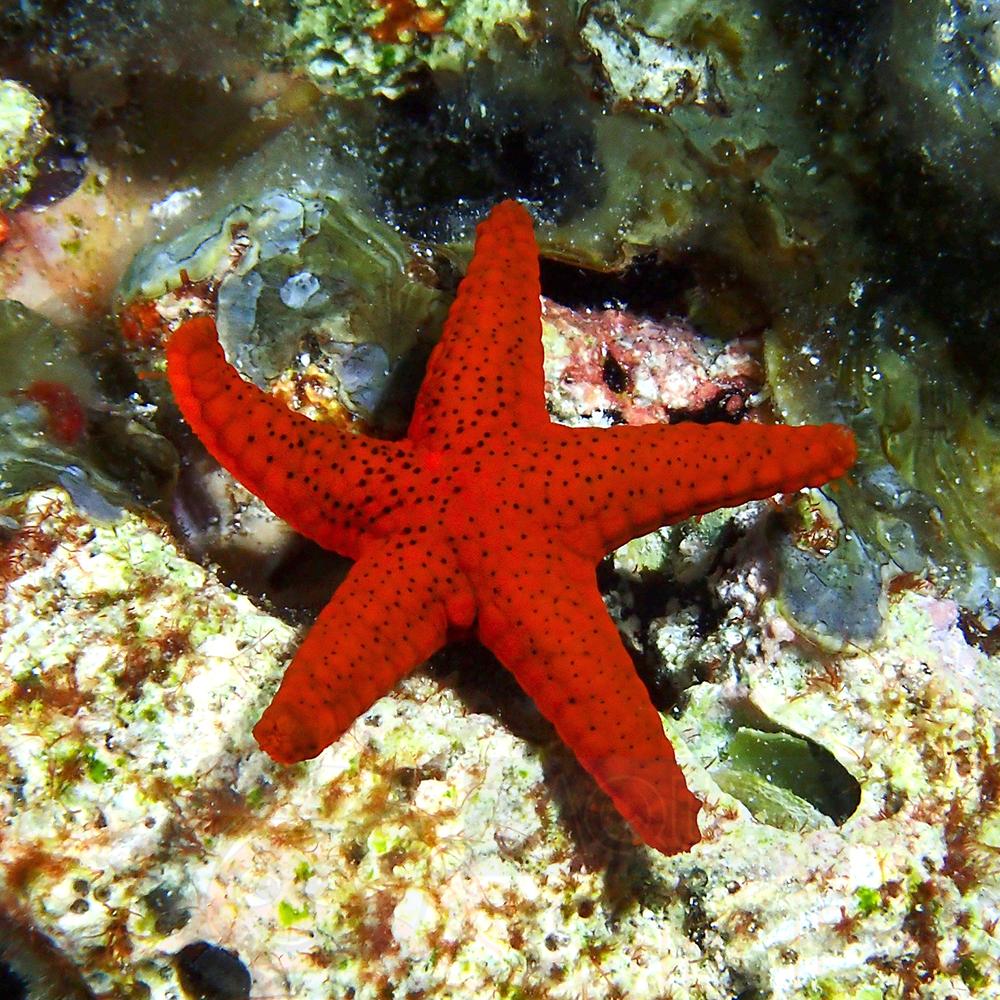 Морська зірка Fromia milleporella, Red Sea Star