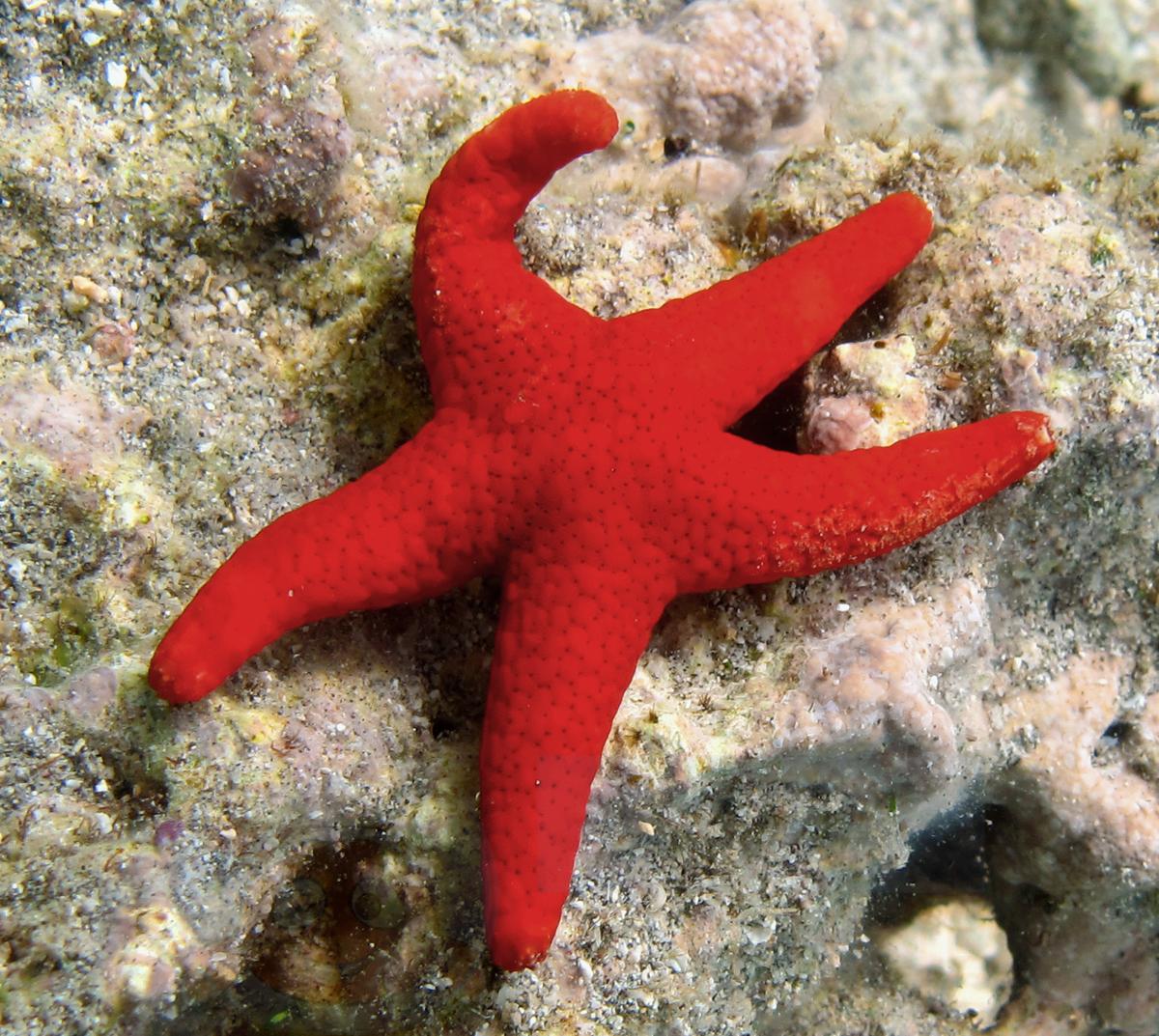 Морская звезда Fromia milleporella, Red Sea Star 67483