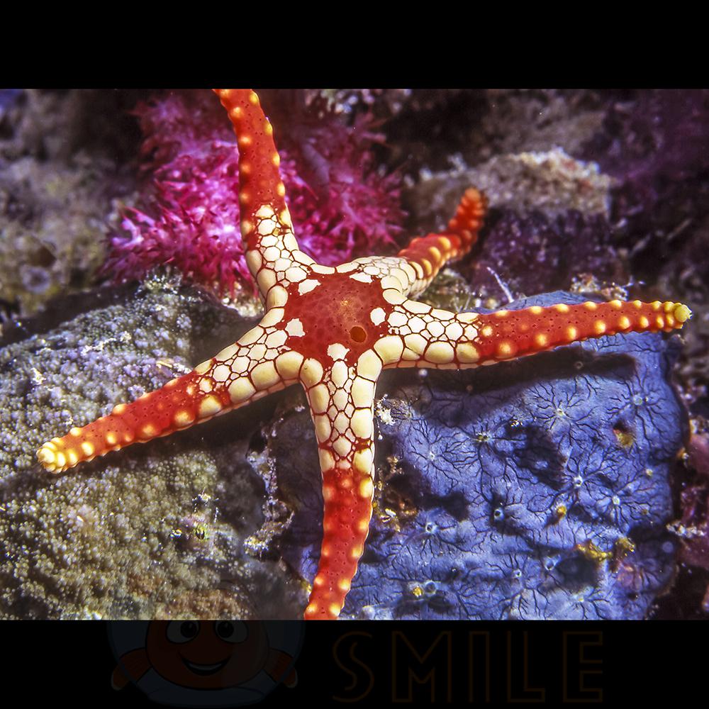 Морська зірка Fromia monilis, Pappermint Sea Star