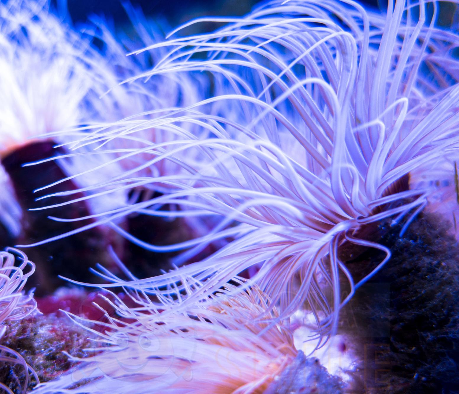 Анемон Cerianthus membranaceus, Tube Anemone White 68066