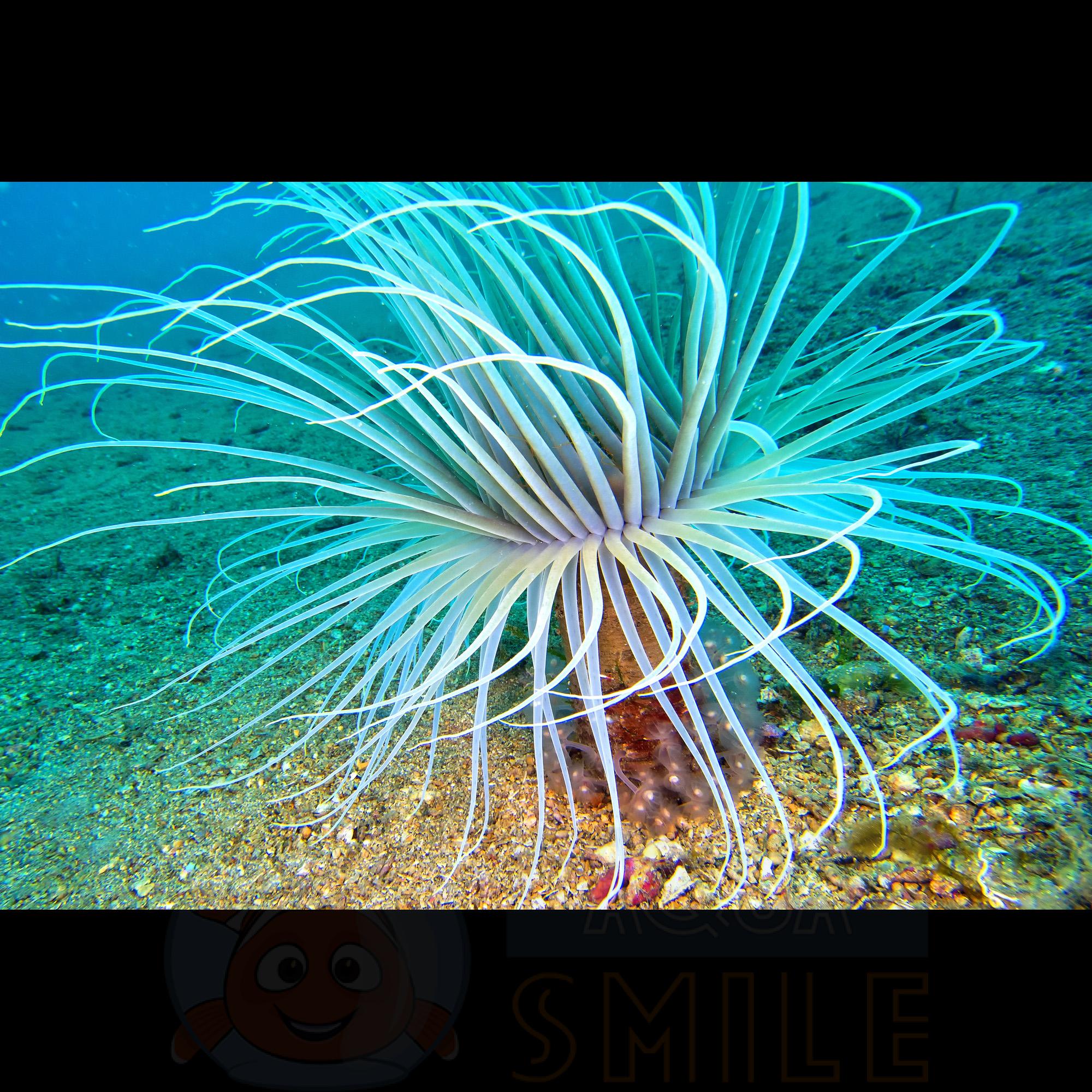 Анемон Cerianthus membranaceus, Tube Anemone White 68068