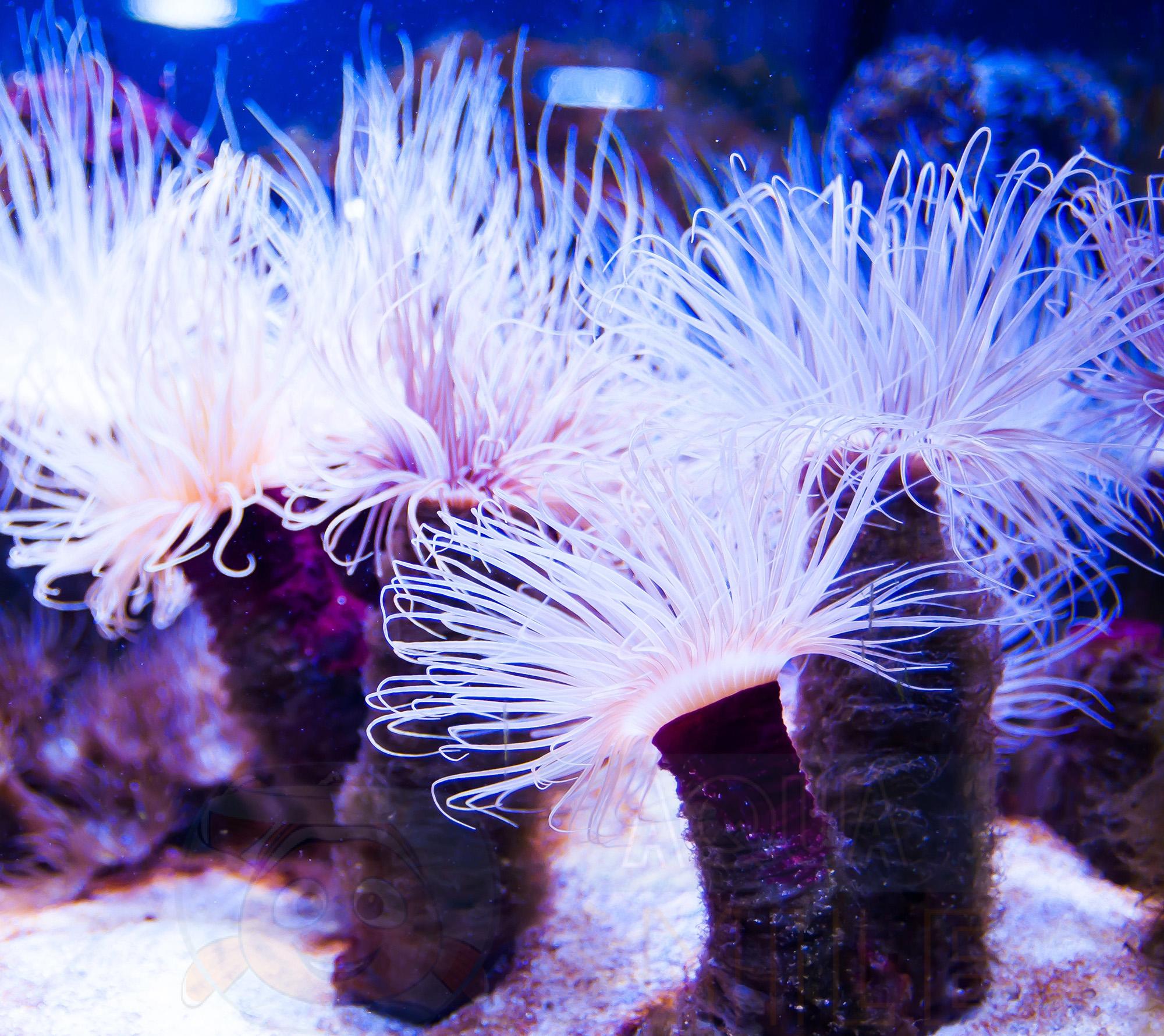 Анемон Cerianthus membranaceus, Tube Anemone White 68070