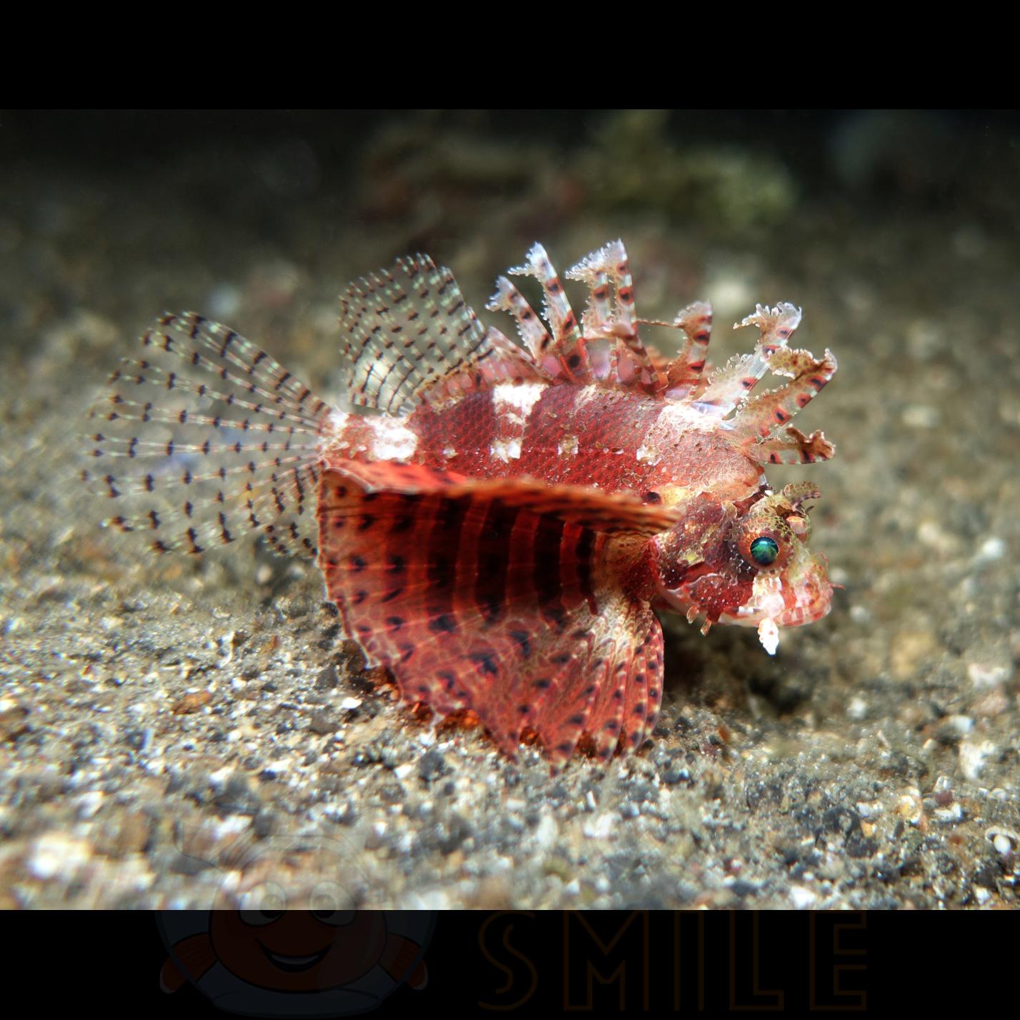 Рыба Dendrochirus Brachypterus, Shortfin Lionfish