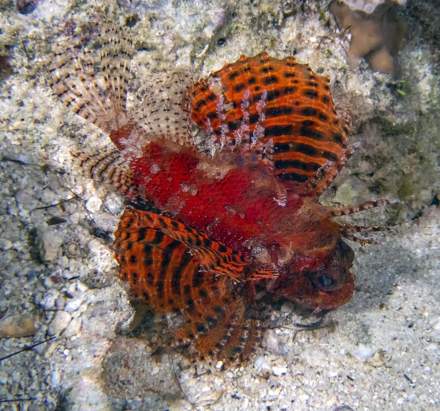 Рыба Dendrochirus Brachypterus, Shortfin Lionfish 67940