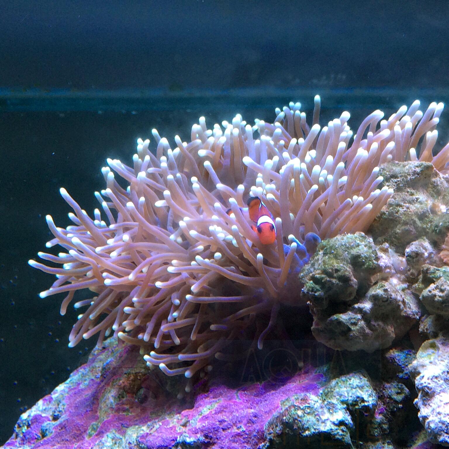 Анемон Heteractis magnifica, Clown Anemone 68058